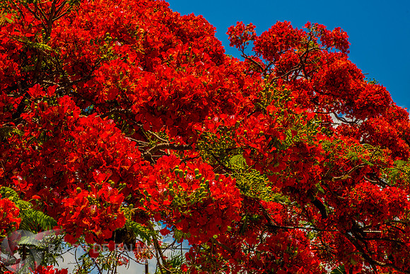 Roayl Poincianas