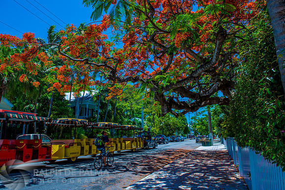 Roayl Poincianas