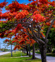 Royal Poincianas