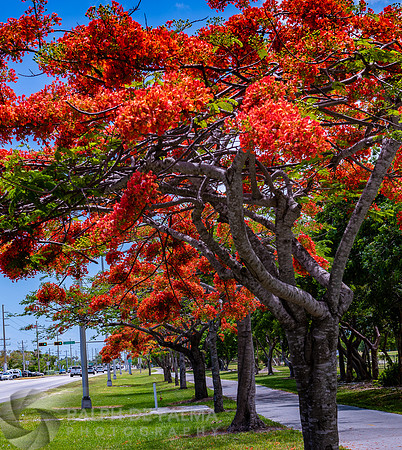 Royal Poincianas