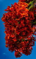 Royal Poincianas