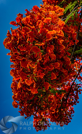 Royal Poincianas