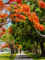 Royal Poincianas 2019