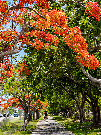 Royal Poincianas