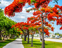 Royal Poincianas