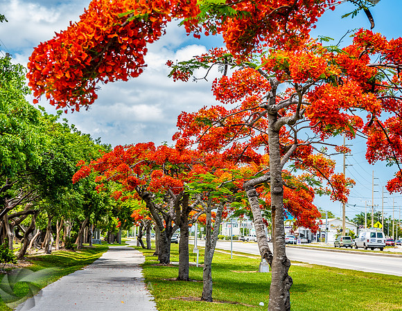 Royal Poincianas
