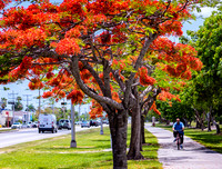 Royal Poincianas