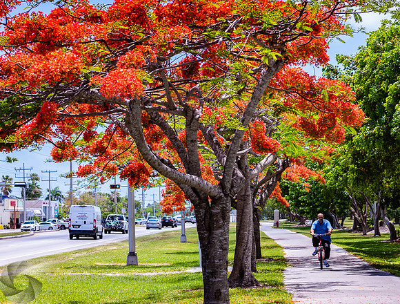 Royal Poincianas