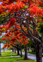 Royal Poincianas
