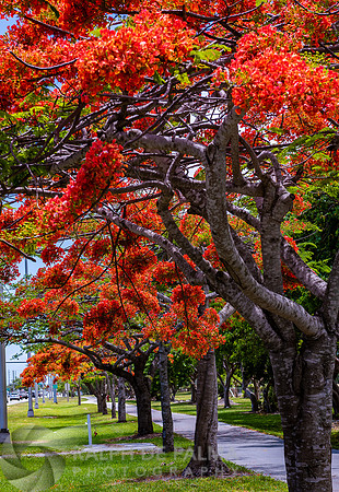 Royal Poincianas