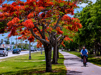 Royal Poincianas