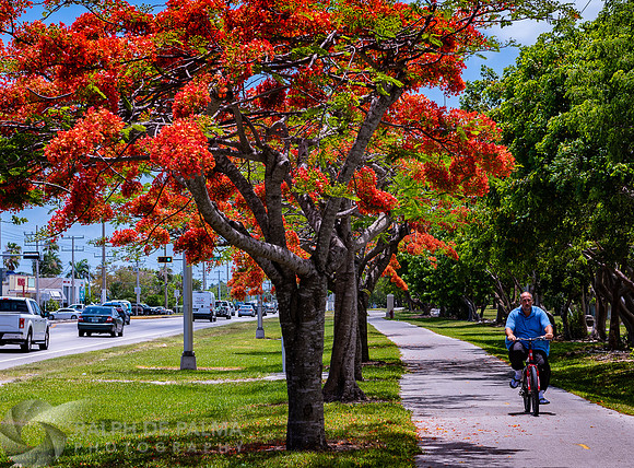 Royal Poincianas