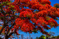 Royal Poincianas