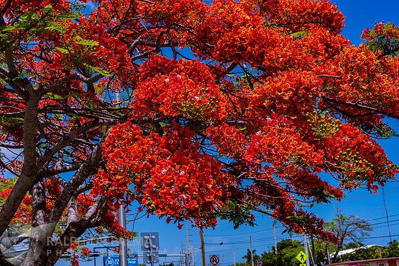 Royal Poincianas