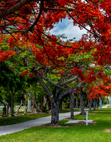 Royal Poincianas