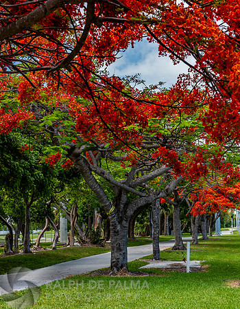 Royal Poincianas