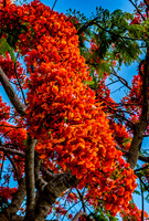 Royal Poincianas
