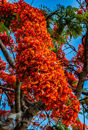 Royal Poincianas