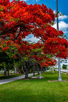 Royal Poincianas