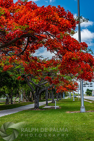 Royal Poincianas