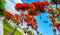 Royal Poincianas