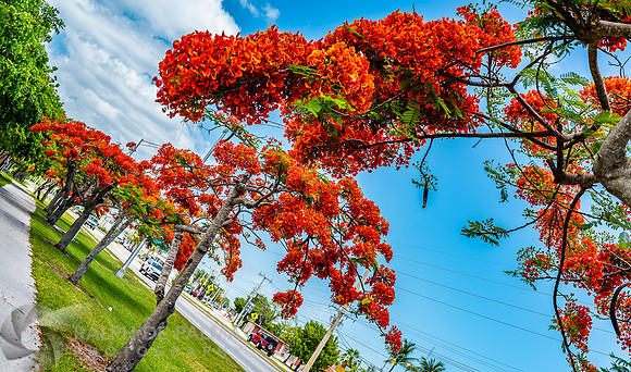 Royal Poincianas
