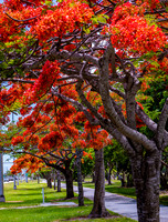 Royal Poincianas