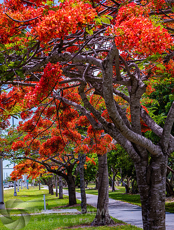 Royal Poincianas