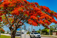 Royal Poincianas
