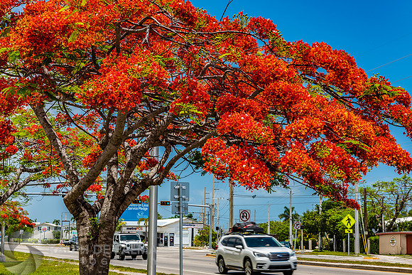 Royal Poincianas