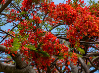 Royal Poincianas