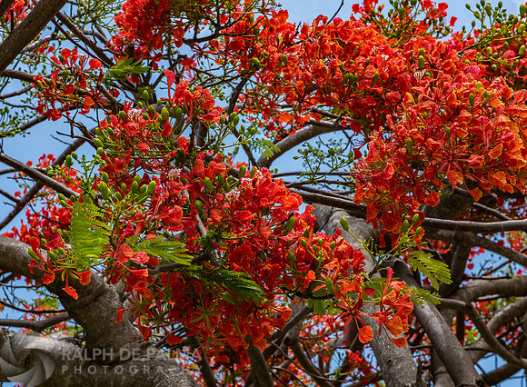 Royal Poincianas