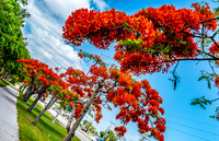 Royal Poincianas