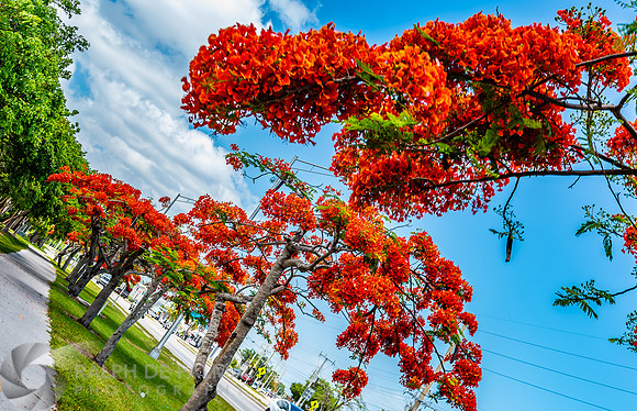 Royal Poincianas