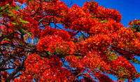 Royal Poincianas