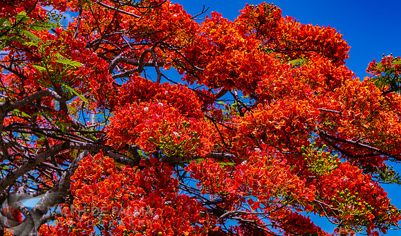 Royal Poincianas