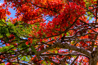 Royal Poincianas