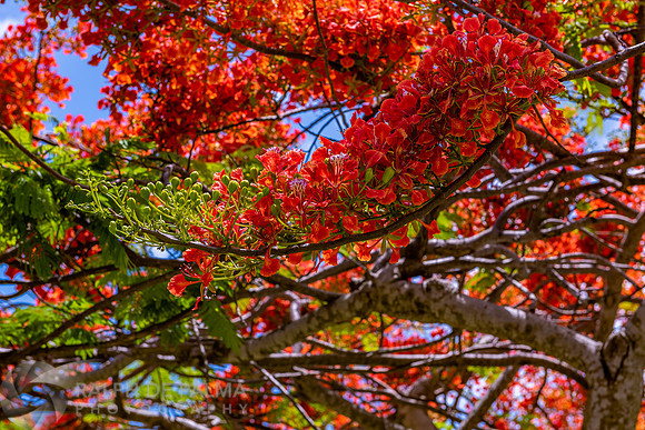 Royal Poincianas