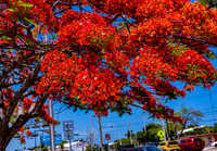 Royal Poincianas