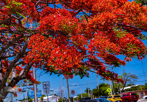 Royal Poincianas