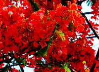 Each bloom is a work of art