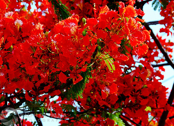 Each bloom is a work of art