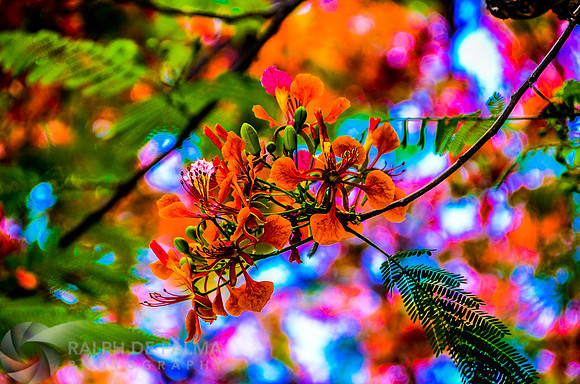 Royal Poincianas