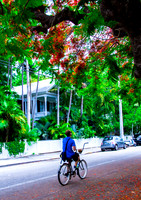Royal Poincianas