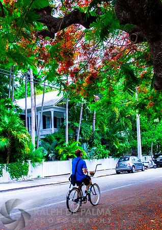 Royal Poincianas