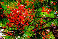 Royal Poincianas