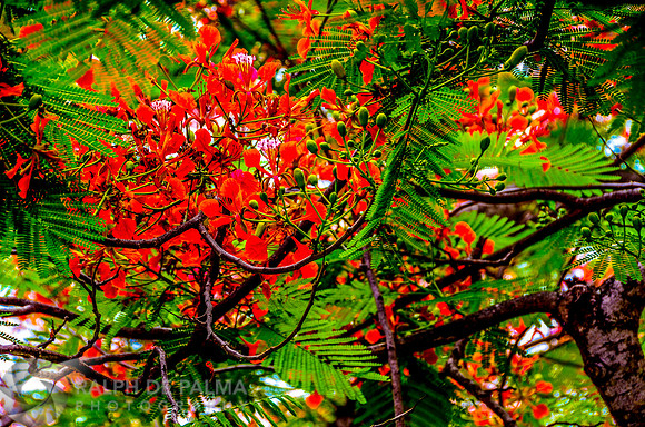 Royal Poincianas