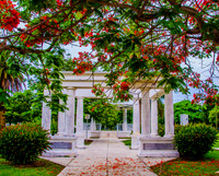 Royal Poincianas