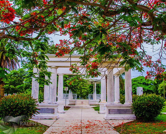 Royal Poincianas