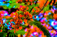 Royal Poincianas